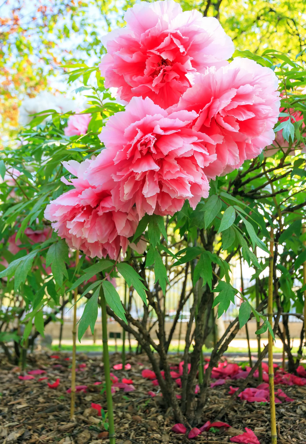 Im bardziej słoneczne stanowisko wybierzemy, tym obfitsze będzie kwitnienie