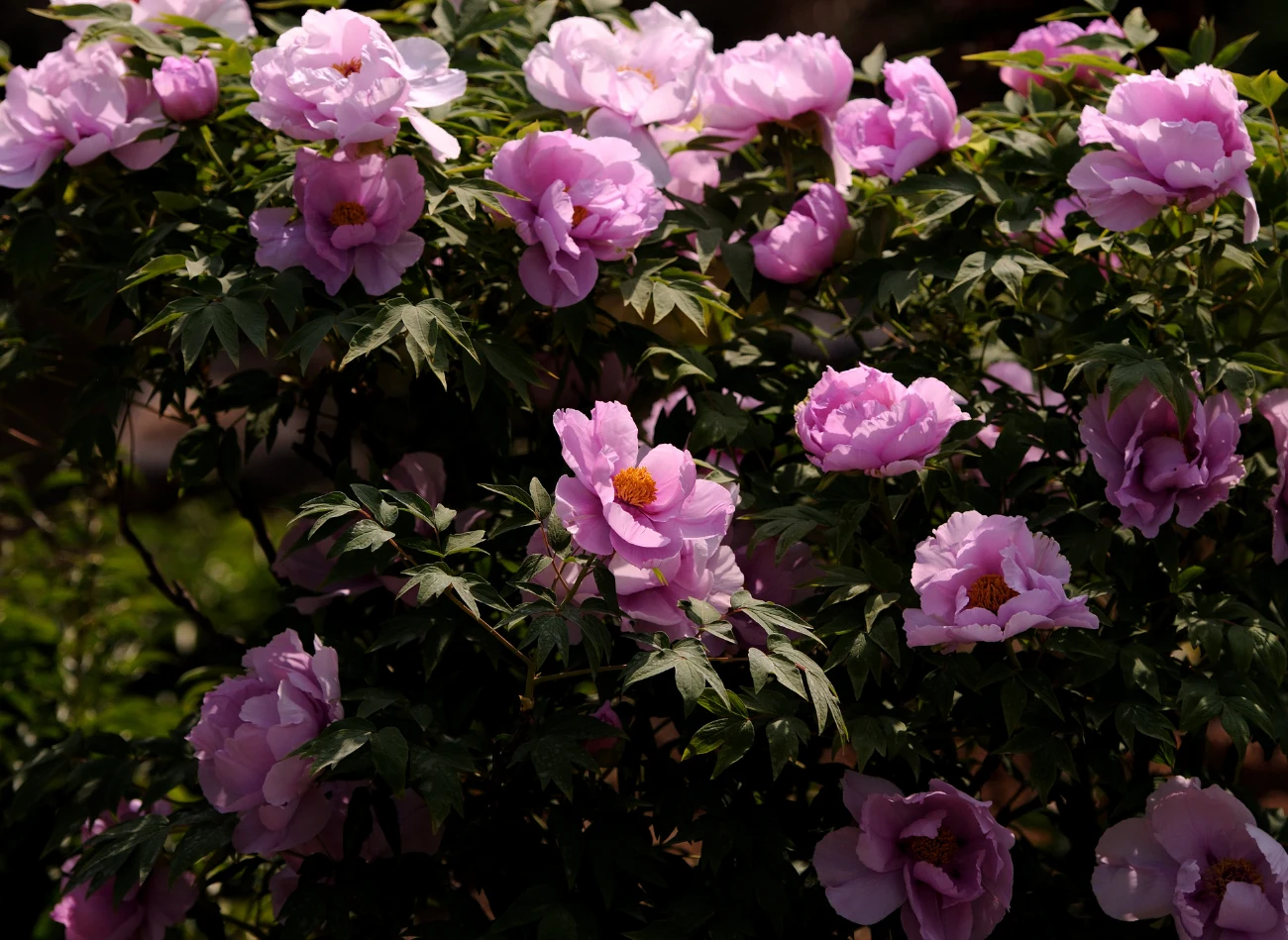 Dorosłe okazy są mrozoodporne