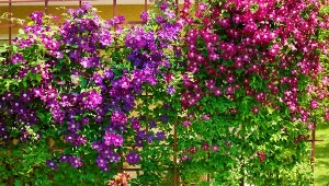 Powojniki są łatwe w uprawie i pięknie prezentują się w ogrodzie.