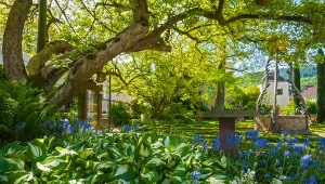 Jakie niskie rośliny warto mieć w ogrodzie?