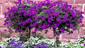 Werbena zwisająca pozwala tworzyć w ogrodzie barwne kompozycje.