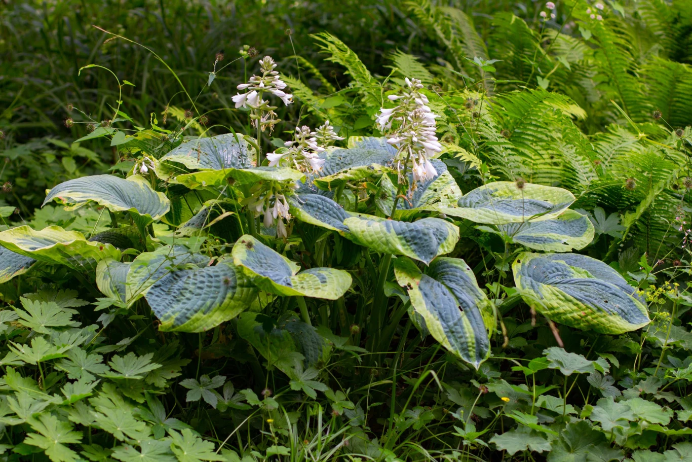 Funkie odznaczają się ozdobnymi liśćmi