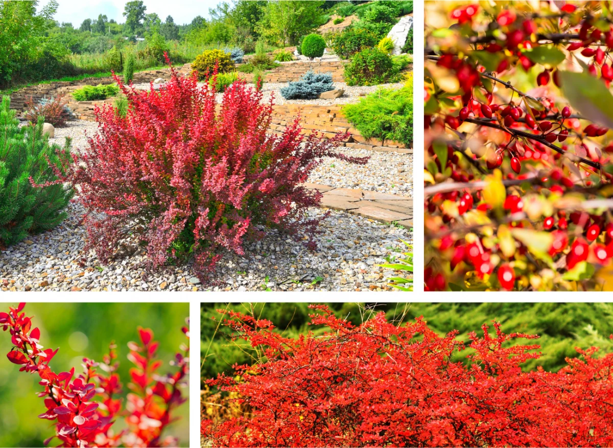 Czerwony berberys to ceniona na całym świecie ozdoba ogrodu