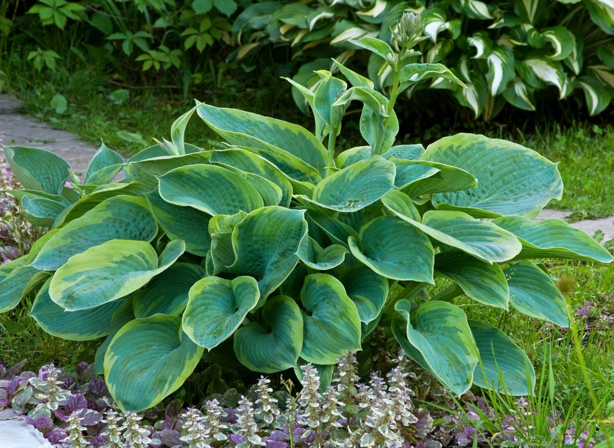 Niesamowita mnogość odmian to gratka dla fanów tego gatunku