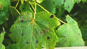 Przędziorki to szkodliwe roztocza