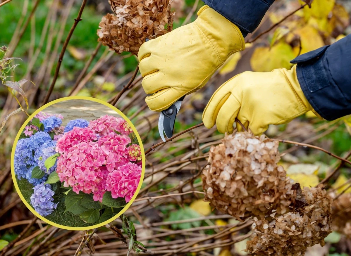 Regularnie przycinana hortensja, obficie pokryje się kwiatami