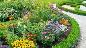 Na obwódkach rabat sprawdzą się m.in. bukszpany.