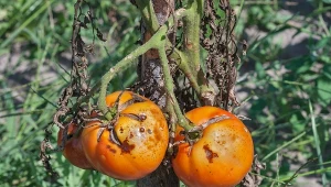Pomidory często atakowane są przez choroby grzybowe