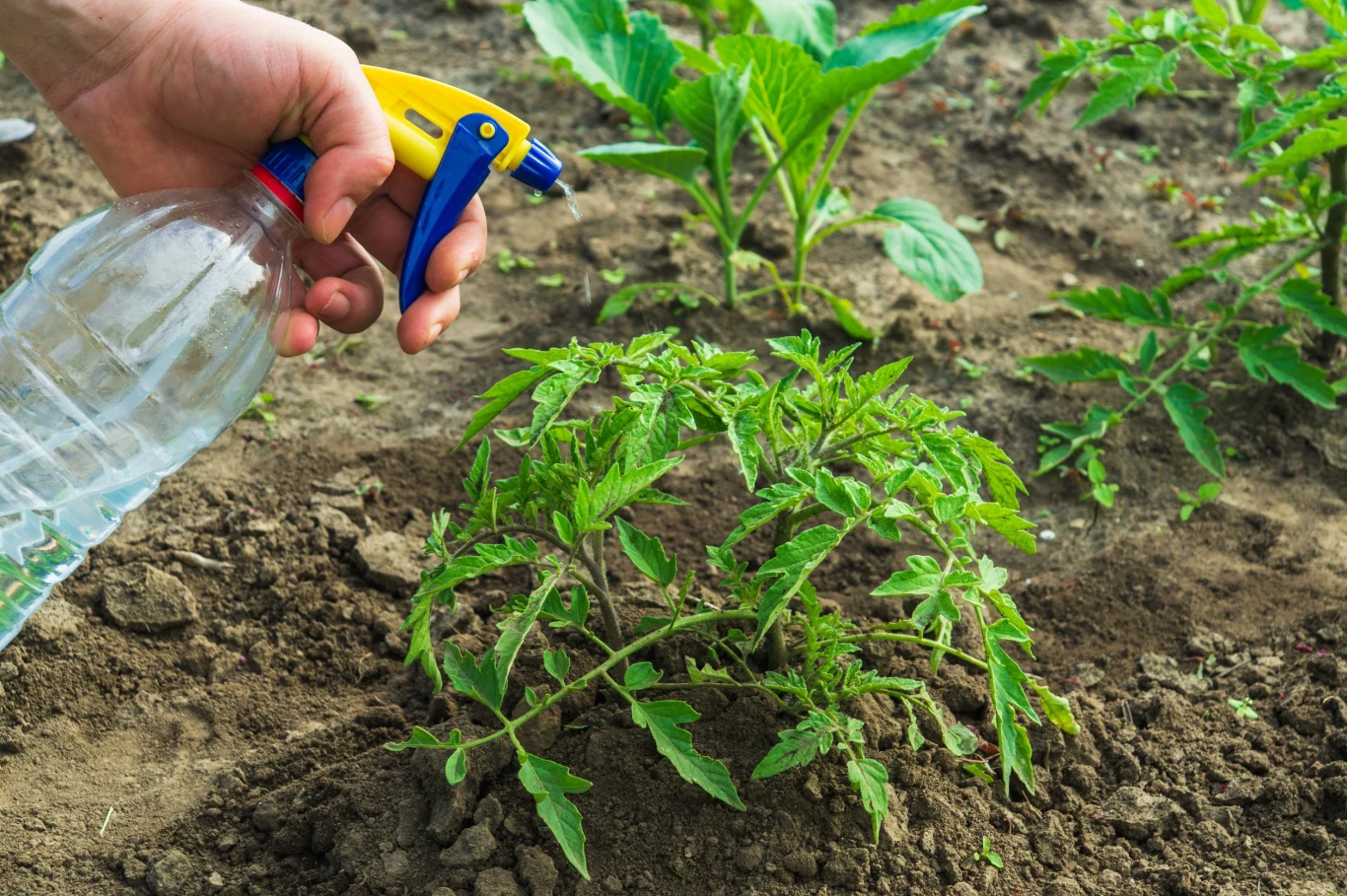 W profilaktyce ważne jest zapewnienie pomidorom odpowiednich warunków