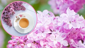 Lilak, oprócz pięknego wyglądu i zapachu, posiada liczne właściwości zdrowotne.