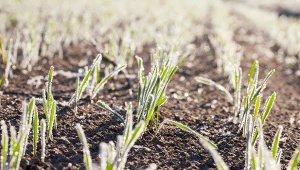 Majowe przymrozki mogą być niebezpieczne dla upraw.