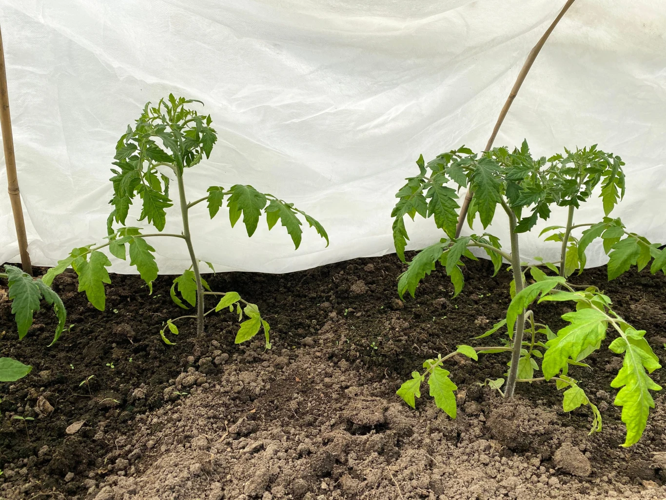 Okrycie roślin agrowłókniną pozwoli ochronić je przed mrozem