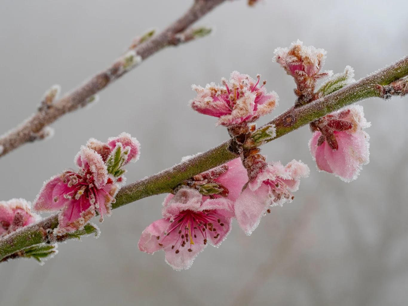 Drzewka owocowe można chronić przed mrozem poprzez zadymianie i zraszanie