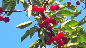 Czereśnie kolumnowe wyróżniają się wyjątkowym pokrojem