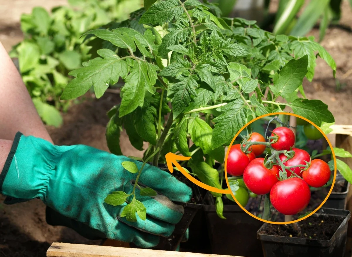 Pomidory sadzi się w gruncie po ustaniu wiosennych przymrozków
