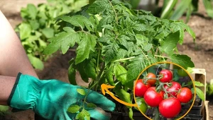 Pomidory sadzi się w gruncie po ustaniu wiosennych przymrozków