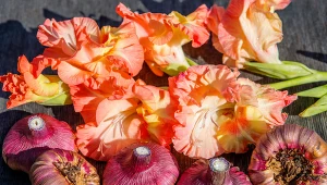 Mieczyki najlepiej wysadzić do połowy maja.