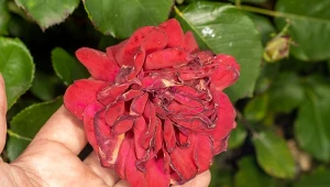 Jakie choroby atakują róże? Wyjaśniamy