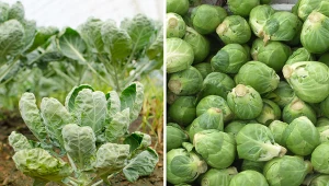 Bruksela zawiera wiele cennych składników odżywczych.