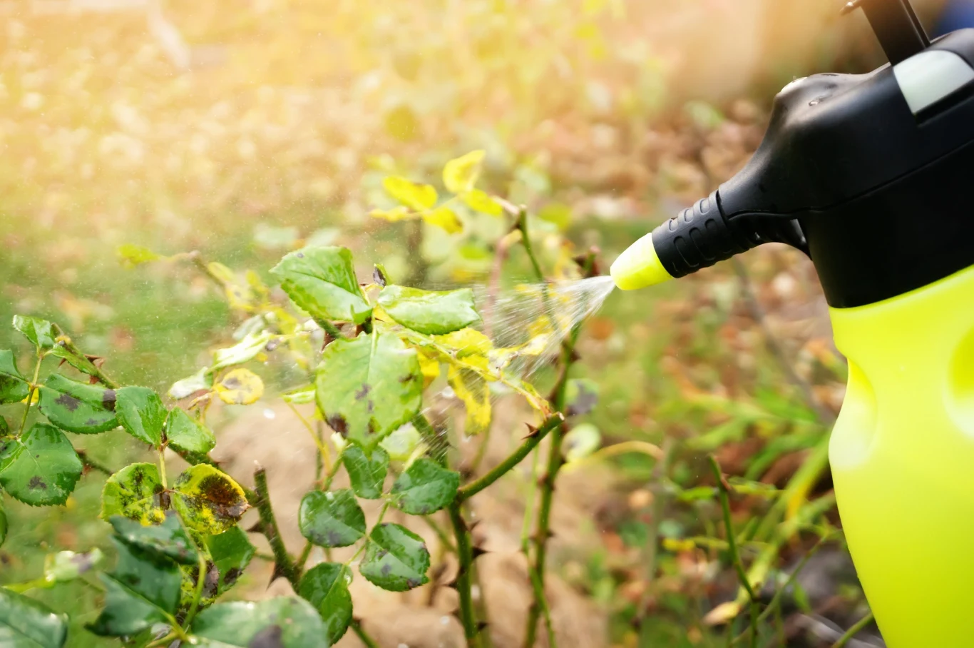 W pielęgnacji róż ważne są regularne opryski