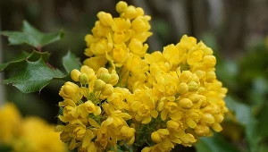 Mahonia to jeden z ciekawszych krzewów, który z powodzeniem może rosnąć niemal w każdym ogrodzie.