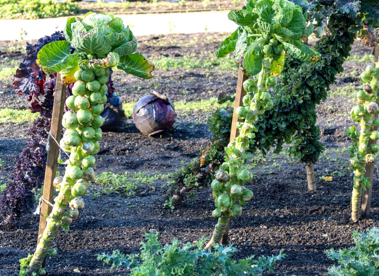 Brukselki wymagają podpór