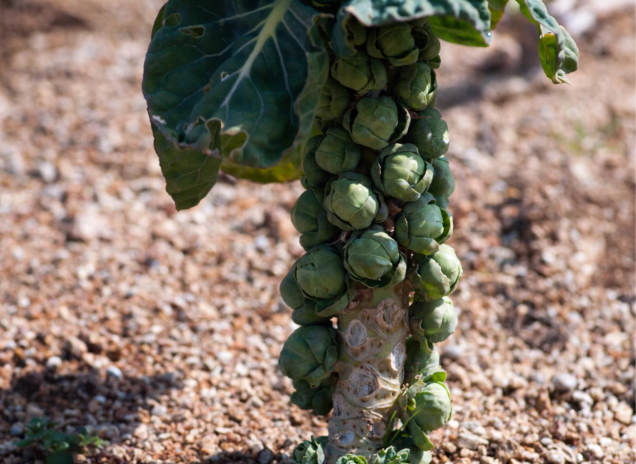 Ważne jest regularne usuwanie chwastów