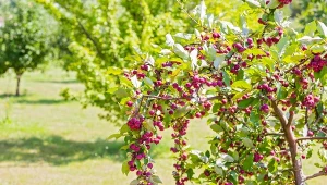 Rajska jabłoń - odmiany, uprawa, pielęgnacja, wymagania