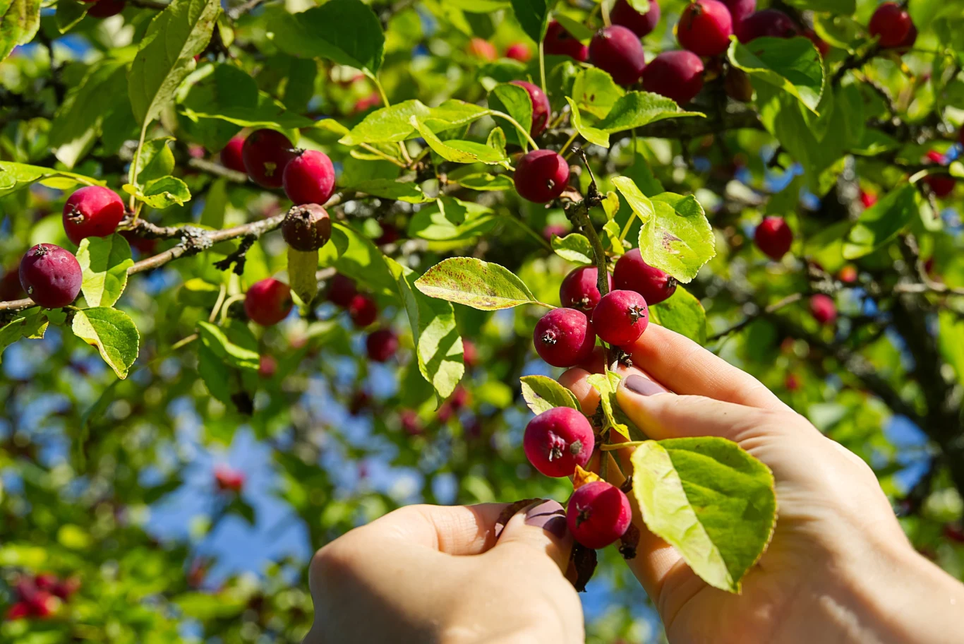 Największy urok rajskiej jabłoni to niewielkie, ale bardzo dekoracyjne jabłuszka