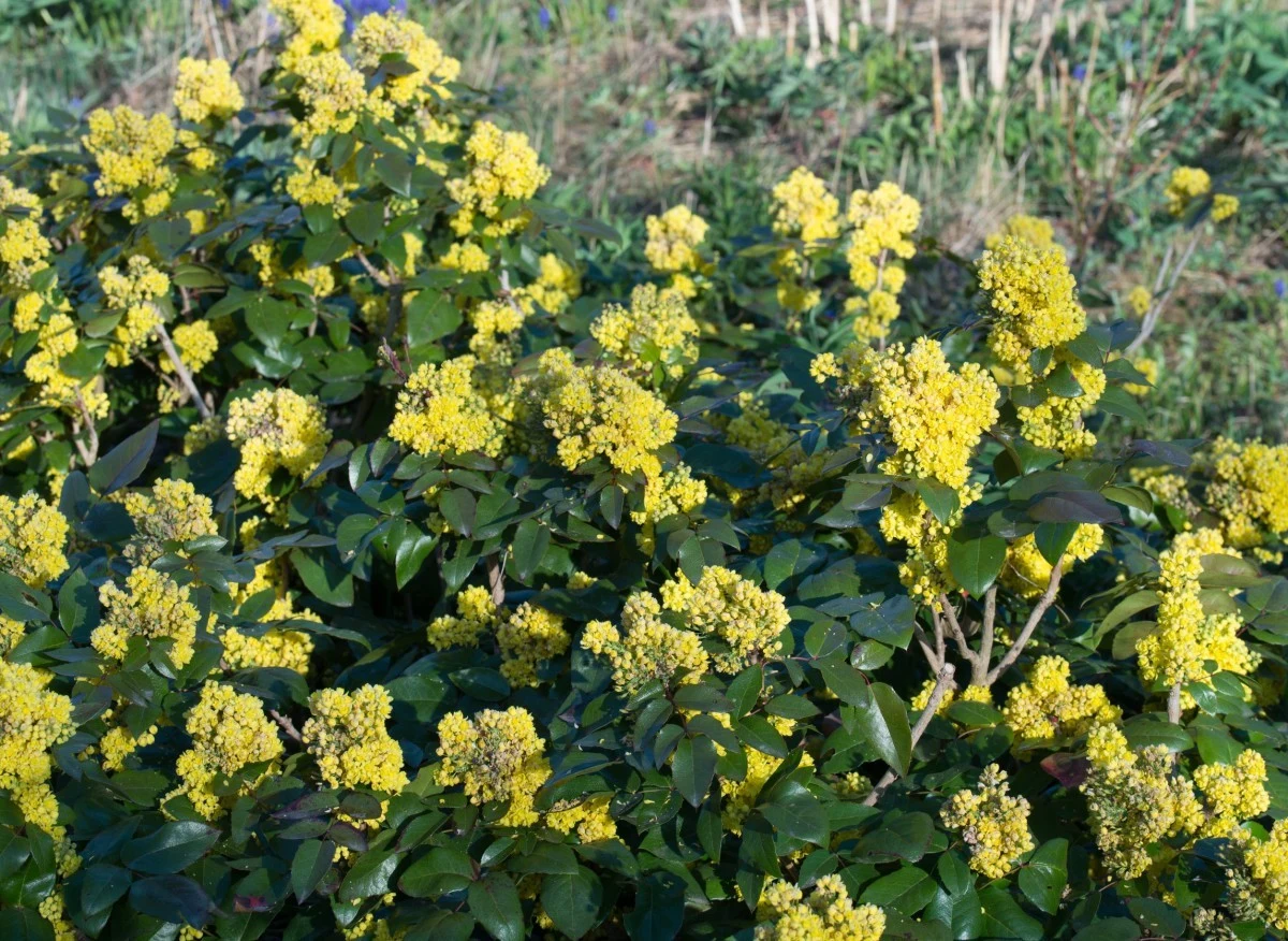 Mahonia pięknie prezentuje się w ogrodzie