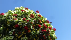 Wiszące kule to kwiaty ułożone w okrągły kształt