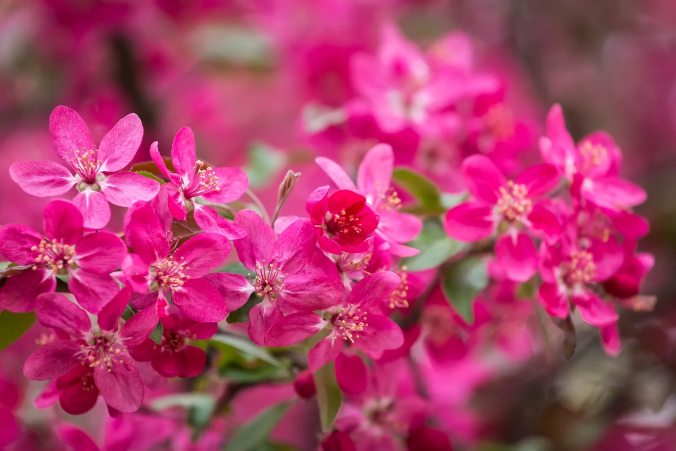 Wiosną rajska jabłoń przepięknie zakwita