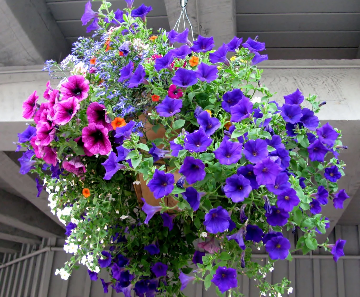 W wiszącej doniczce posadzić można lobelie