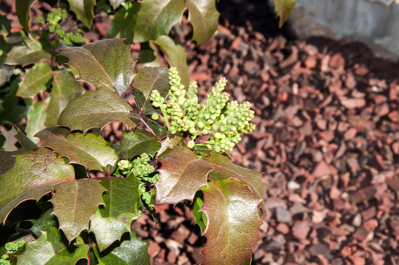 Mahonia jest stosunkowo odporna na występowanie chorób i atak szkodników
