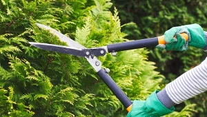 Przycinanie wpływa na kształt i prawidłowy wzrost drzew i krzewów