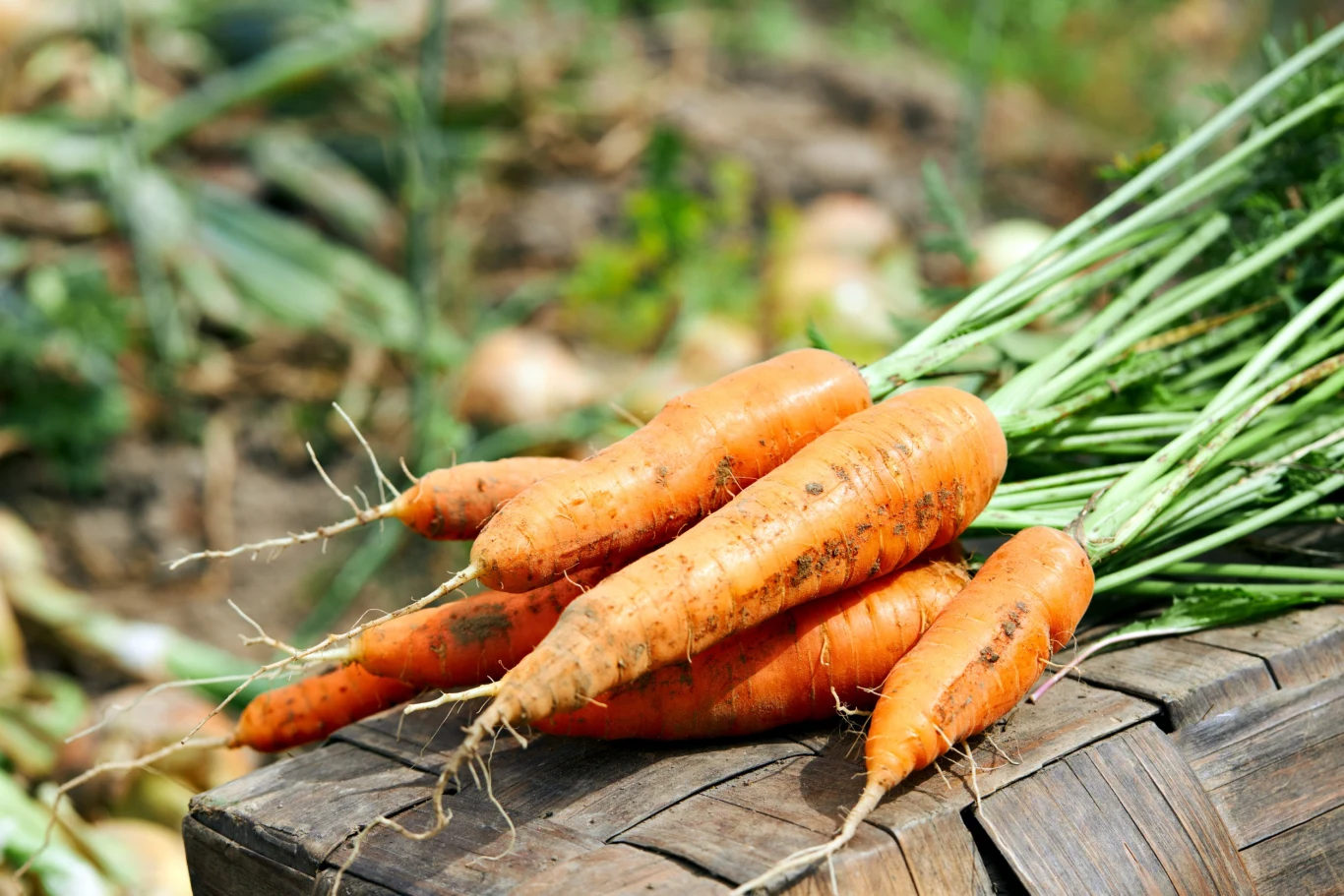 Istnieje wiele ciekawych odmian marchwi na wczesne i późne uprawy