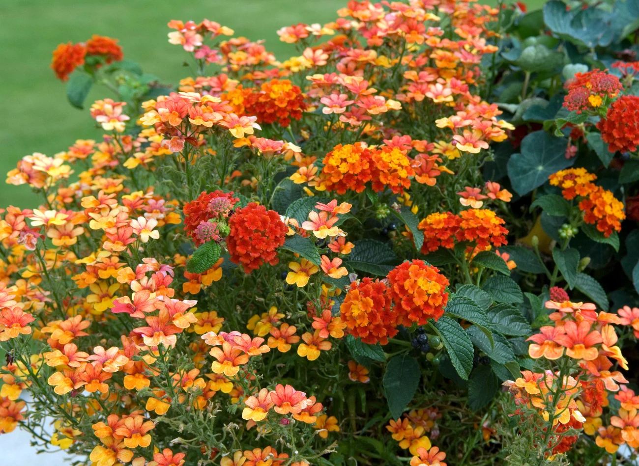 Nemezję można sadzić na letnich rabatach