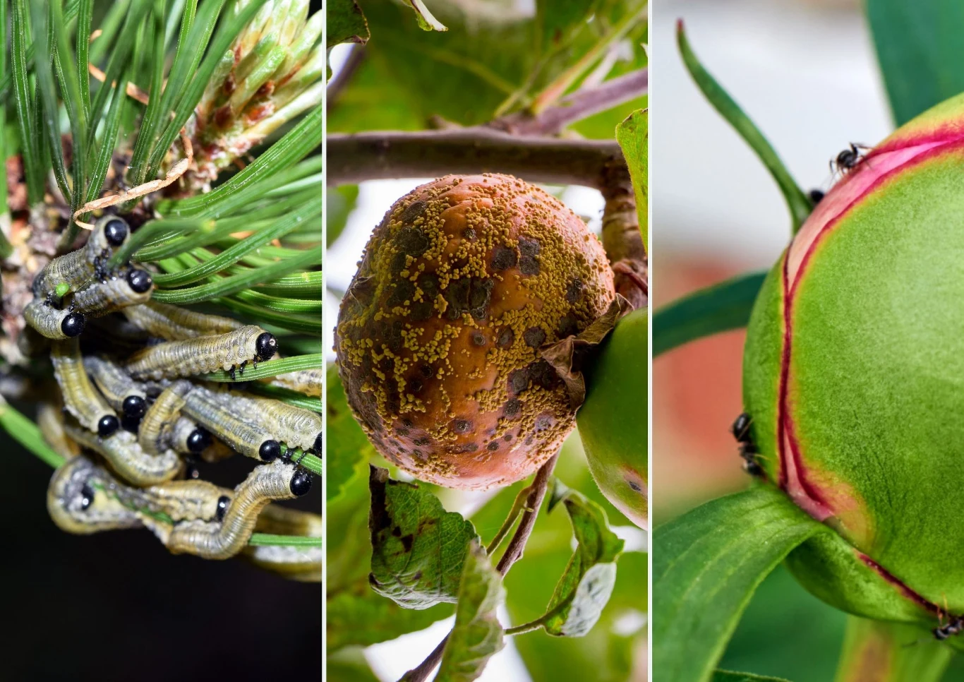 Choroby i szkodniki krzwewów pojawiające w maju. Choroby i szkodniki krzwewów pojawiające w maju. Fot. 123RF/PICSEL