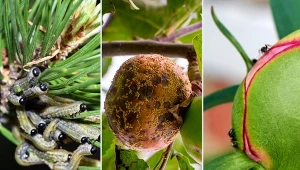 Choroby i szkodniki krzwewów pojawiające w maju.