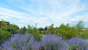 Perowskia dobrze rośnie na suchym podłożu.
