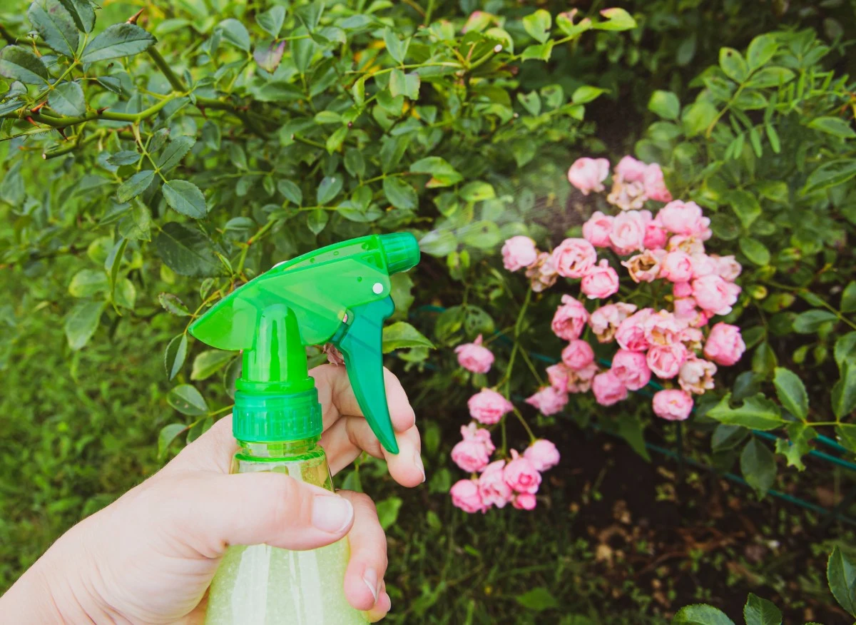 Mszyce uszkadzają wszystkie części rośliny i produkują spadź