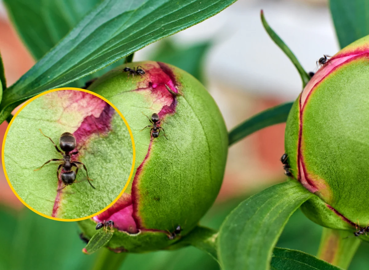 Mrówki do ogrodu przyciąga łatwy dostęp do pożywienia