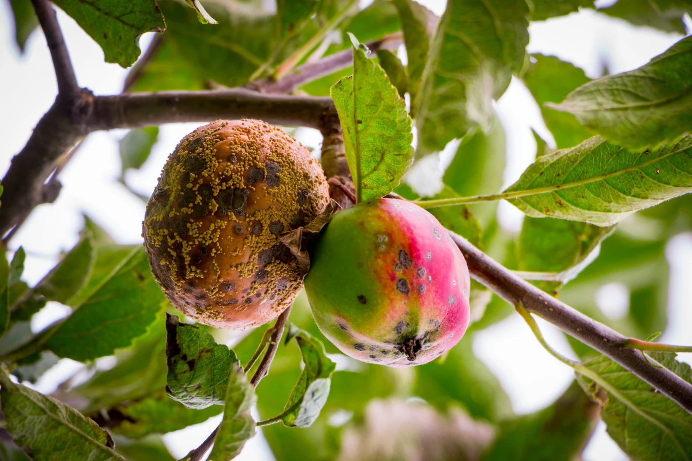 Brunatna zgnilizna drzew pestkowych (monilioza). Brunatna zgnilizna drzew pestkowych (monilioza)