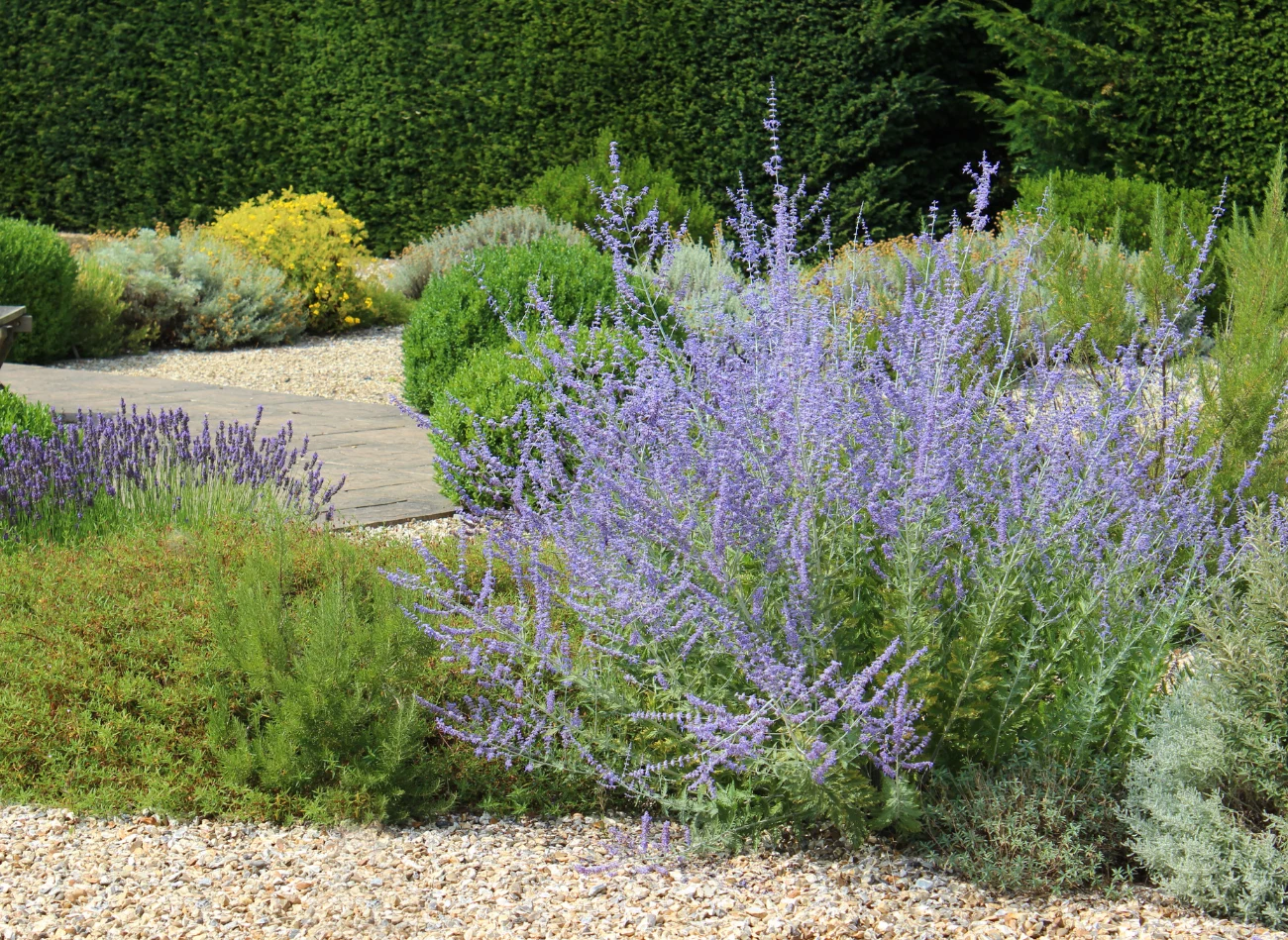 Perowskię można sadzić z trawami i innymi krzewinkami