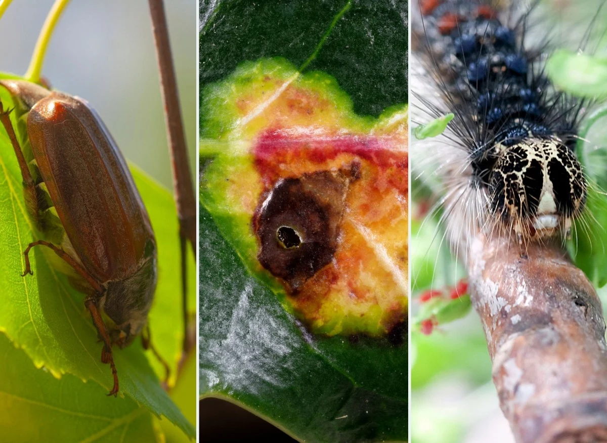 By zabezpieczyć rośliny ogrodowe przed szkodnikami, warto zaopatrzyć się w odpowiednie środki ochrony. By zabezpieczyć rośliny ogrodowe przed szkodnikami, warto zaopatrzyć się w odpowiednie środki ochrony