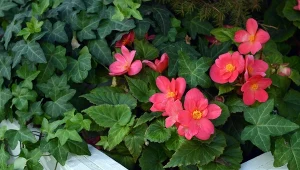 Na zacienionym balkonie słońce świeci mniej niż 3 godziny. Jakie rośliny kwitną w takich warunkach?