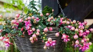 Fuksje z powodzeniem można uprawiać na balkonach i tarasach.