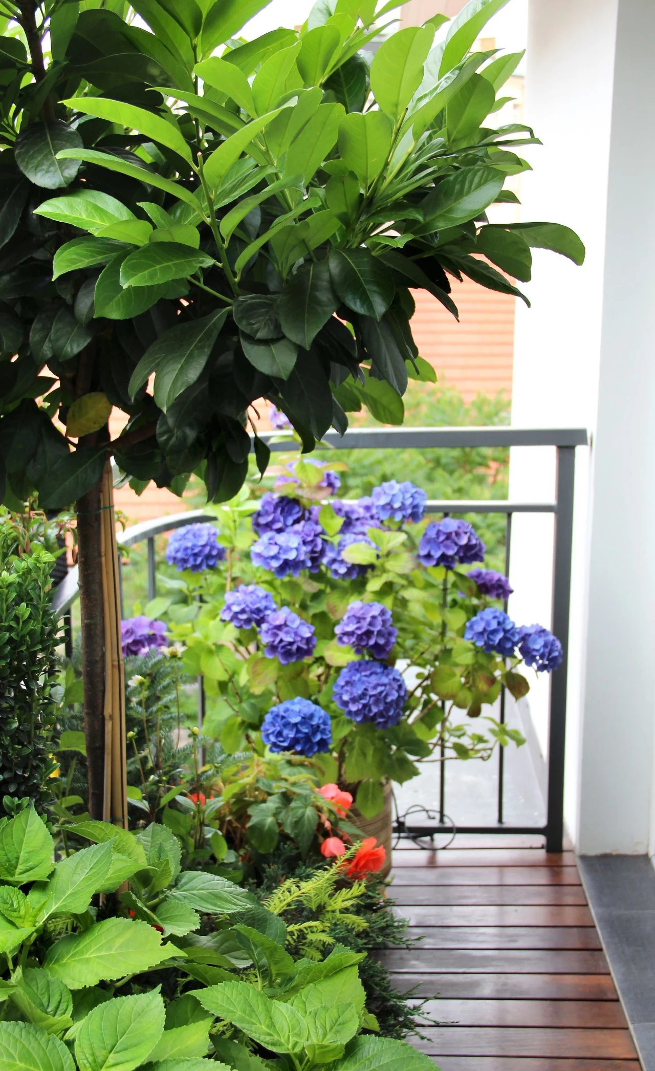 Hortensje można uprawiać w pojemnikach na balkonie