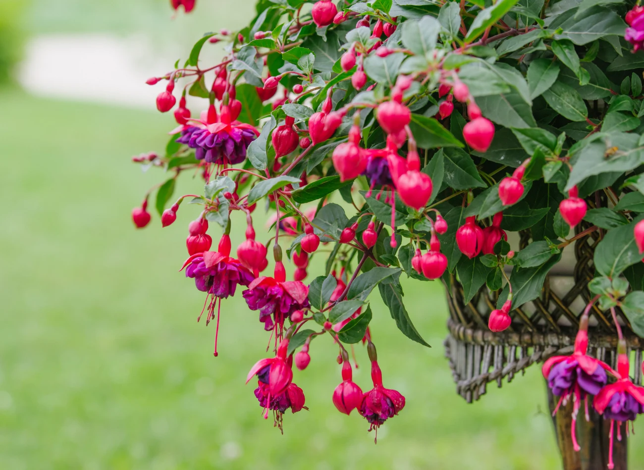 Fuksje idealnie nadają się do podwieszanych donic