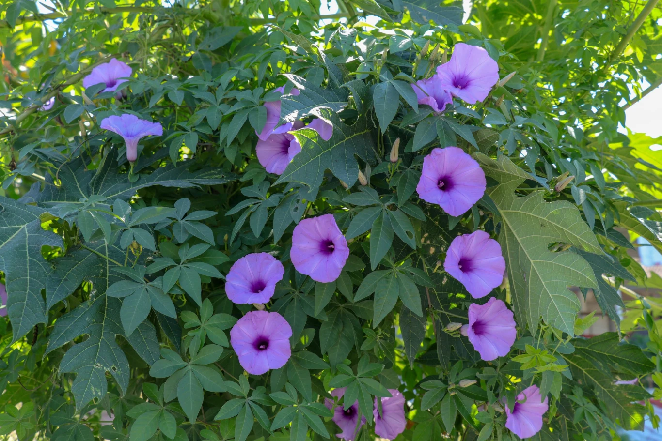Wilec to roślina, obejmująca około 650 gatunków